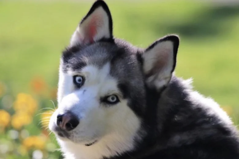 Siberian Husky