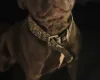Staffordshire Bull Terrier