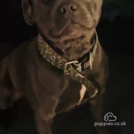 Staffordshire Bull Terrier