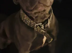 Staffordshire Bull Terrier