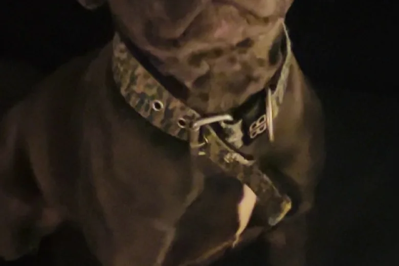 Staffordshire Bull Terrier