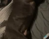 Staffordshire Bull Terrier