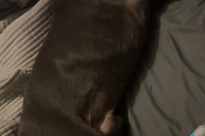 Staffordshire Bull Terrier