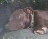 Staffordshire Bull Terrier