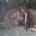 Staffordshire Bull Terrier