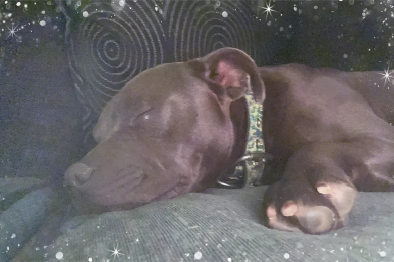 Staffordshire Bull Terrier