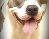 Staffordshire Bull Terrier