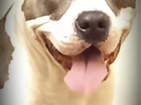 Staffordshire Bull Terrier