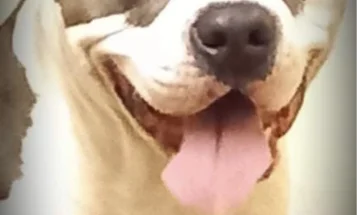 Staffordshire Bull Terrier