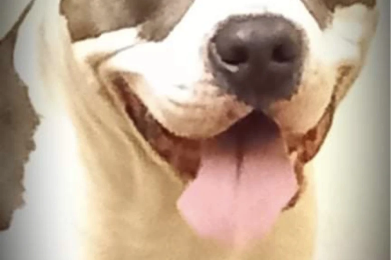 Staffordshire Bull Terrier