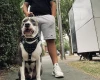 Staffordshire Bull Terrier