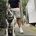 Staffordshire Bull Terrier