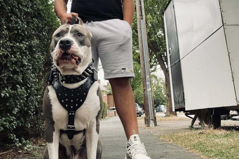 Staffordshire Bull Terrier