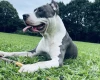 Staffordshire Bull Terrier