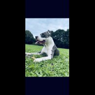 Staffordshire Bull Terrier