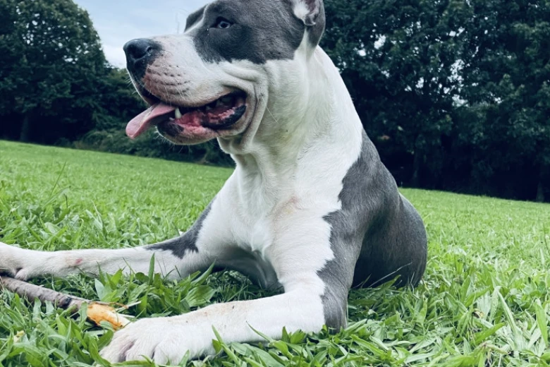 Staffordshire Bull Terrier