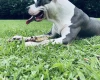 Staffordshire Bull Terrier