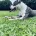 Staffordshire Bull Terrier
