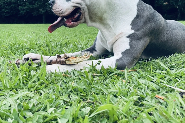 Staffordshire Bull Terrier