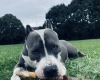 Staffordshire Bull Terrier