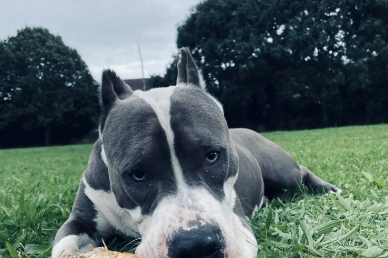 Staffordshire Bull Terrier