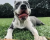 Staffordshire Bull Terrier