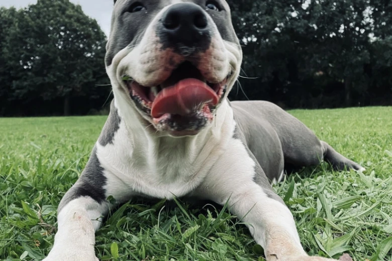 Staffordshire Bull Terrier