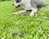 Staffordshire Bull Terrier