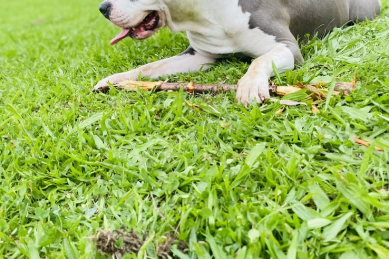 Staffordshire Bull Terrier