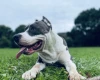 Staffordshire Bull Terrier