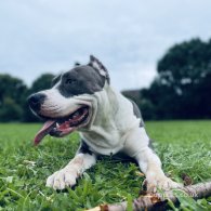 Staffordshire Bull Terrier