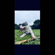 Staffordshire Bull Terrier