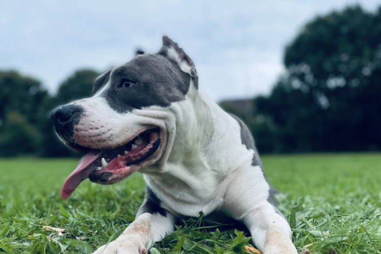 Staffordshire Bull Terrier