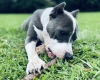 Staffordshire Bull Terrier