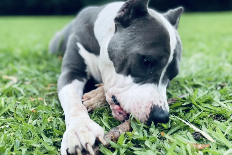 Staffordshire Bull Terrier