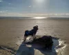 Biewer Terrier