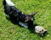 Biewer Terrier