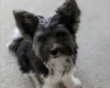 Biewer Terrier