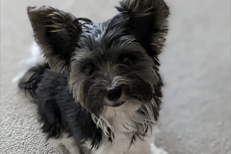 Biewer Terrier