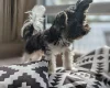 Biewer Terrier