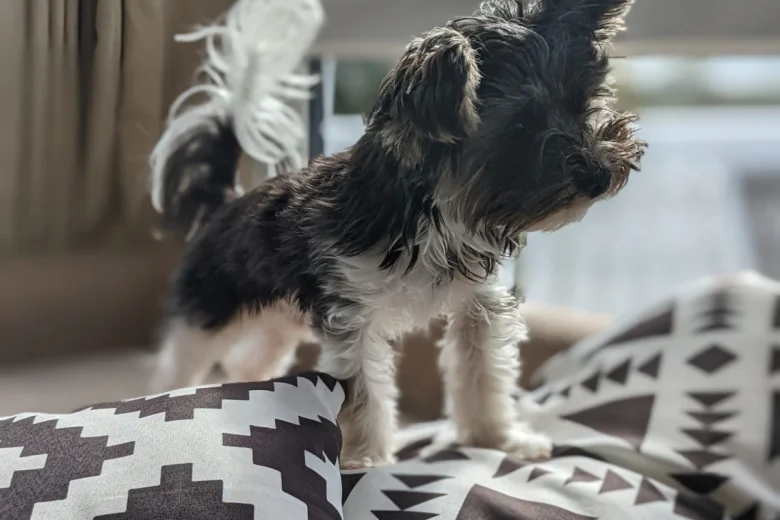 Biewer Terrier