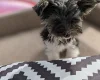 Biewer Terrier