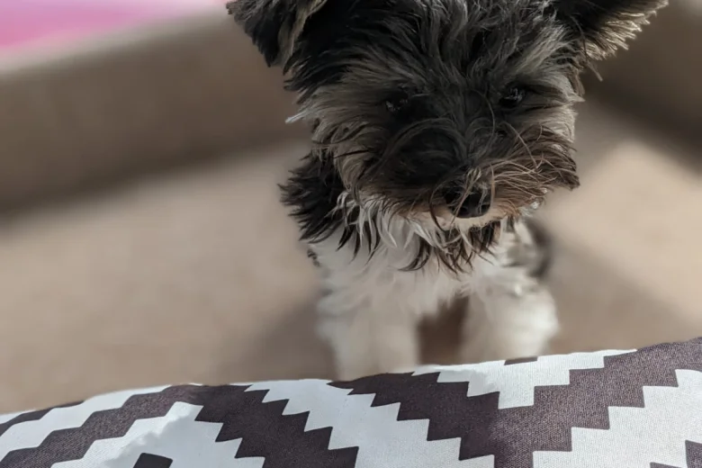 Biewer Terrier