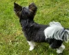 Biewer Terrier