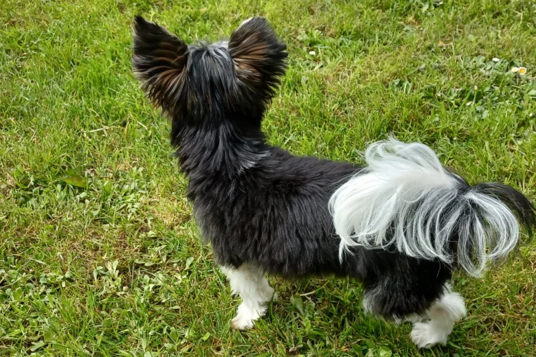 Biewer Terrier