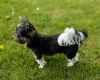 Biewer Terrier