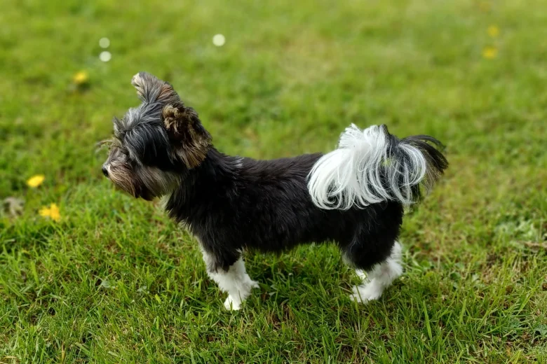 Biewer Terrier