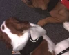 Cavalier King Charles Spaniel