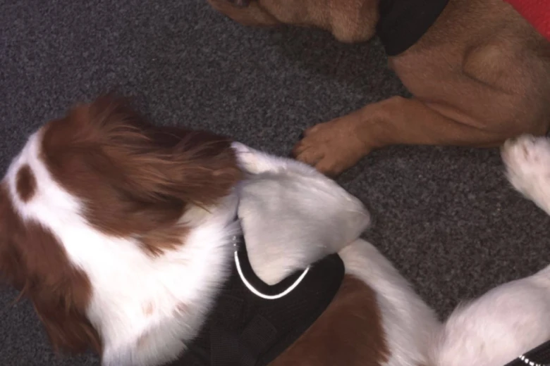 Cavalier King Charles Spaniel