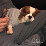 Cavalier King Charles Spaniel